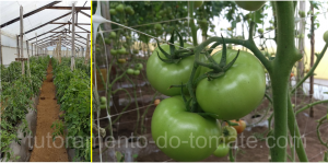 HORTOMALLAS, tutoramento do tomate, rede de tutoramento, , malha  tutoramento, malha apoio, malha treliça, hortaliças, ráfia, rede apoio, malha dupla, tomate, túnel de tomate
